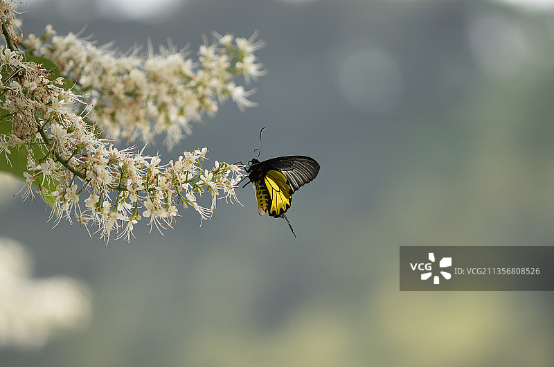 金裳凤蝶图片素材