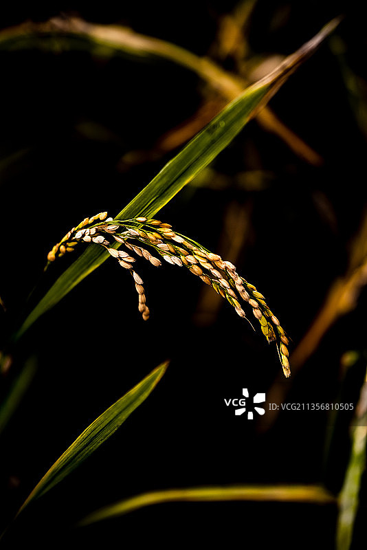 稻谷飘香图片素材