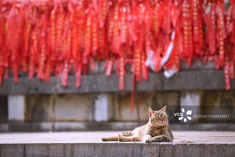 寺庙许愿带旁的小猫咪图片素材