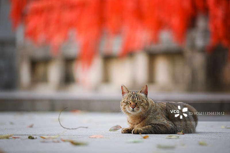 寺庙许愿带旁的小猫咪图片素材