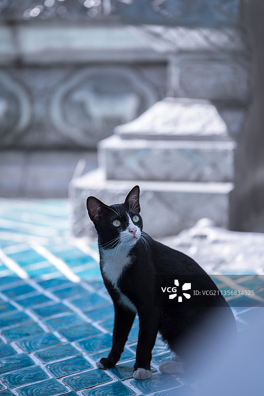 异国风情清迈寺庙的小奶牛猫咪图片素材