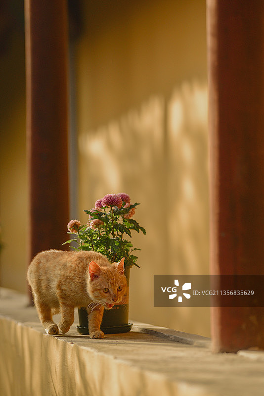 黄墙前梅花下行走的橘猫图片素材