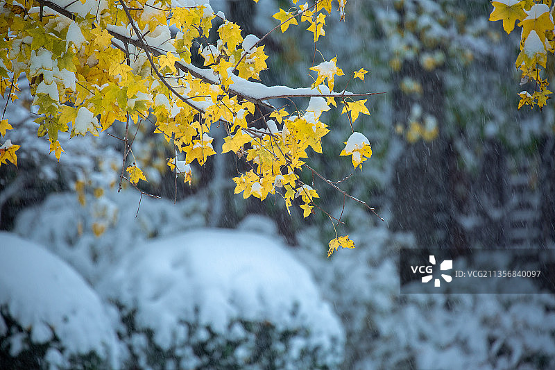 园区秋叶大雪压枝头图片素材