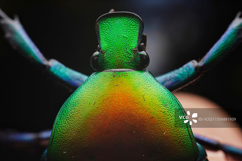 金龟子图片素材