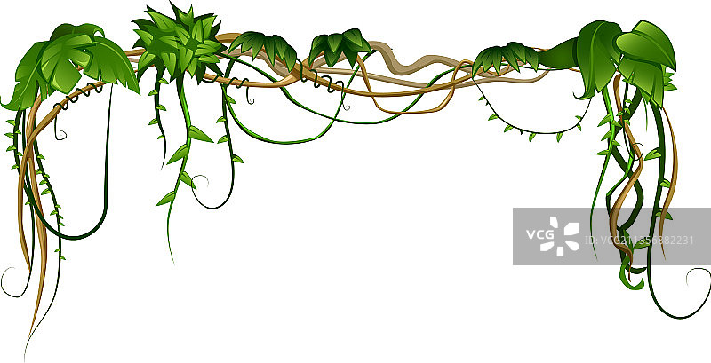 热带藤本植物叶子组合图片素材