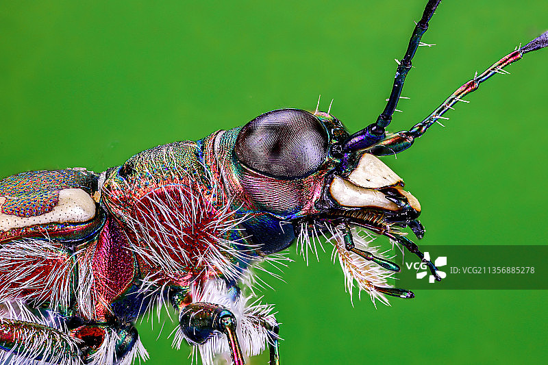 芽斑虎甲图片素材