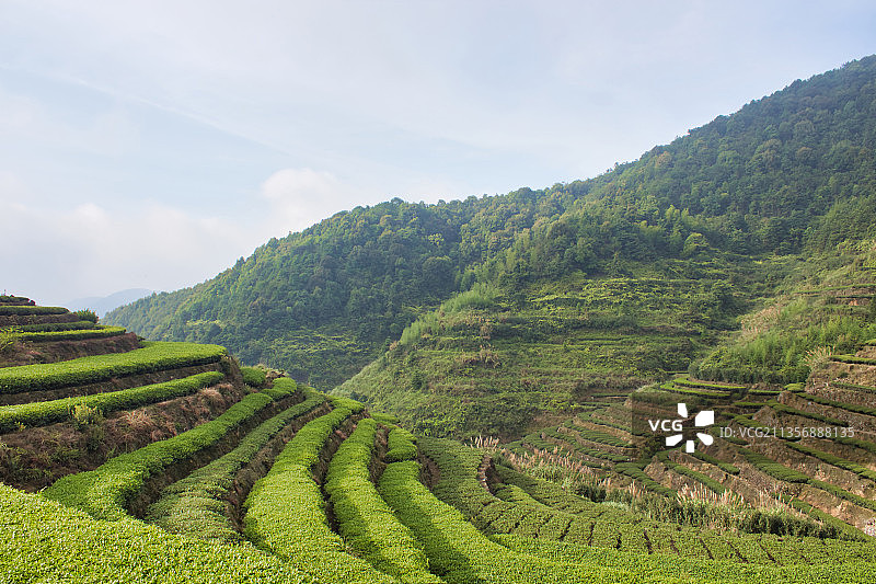 安溪|冬天来了，春茶还会远吗图片素材