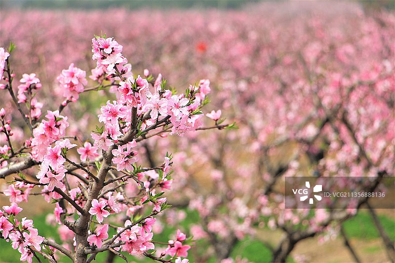 阳山水蜜桃桃花图片素材