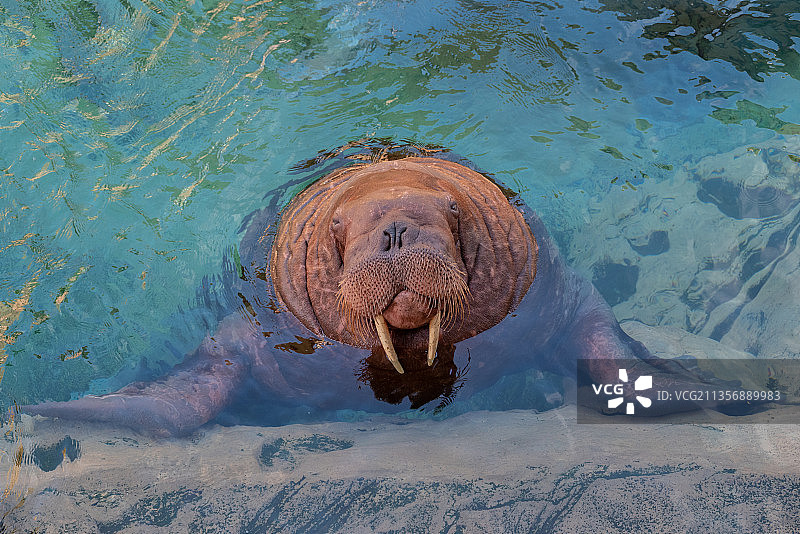 有小鱼吃吗图片素材