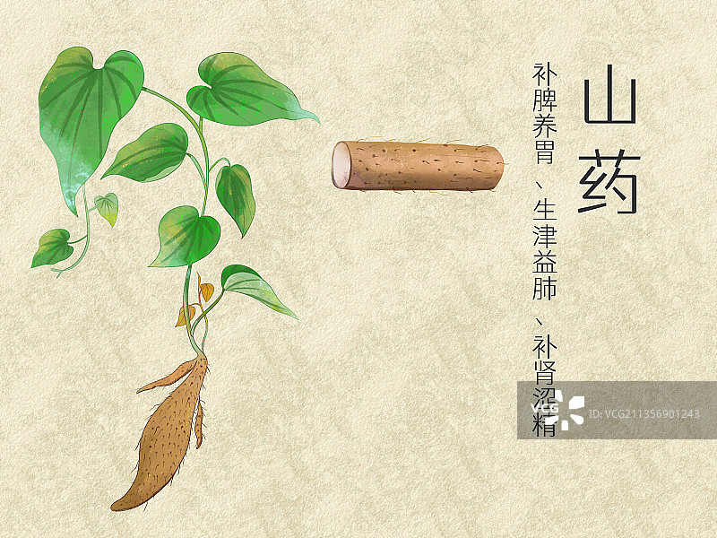 手绘水彩中药药材山药插画图片素材