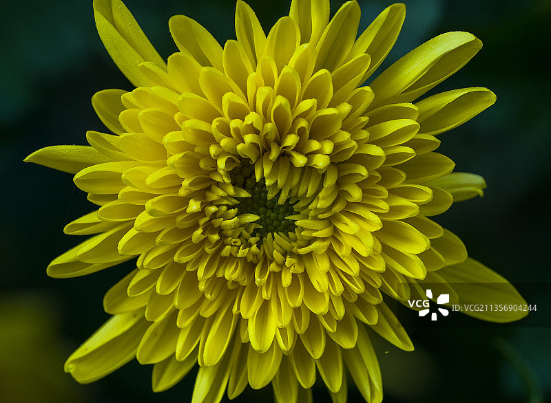 一朵五彩缤纷的菊花的特写镜头图片素材