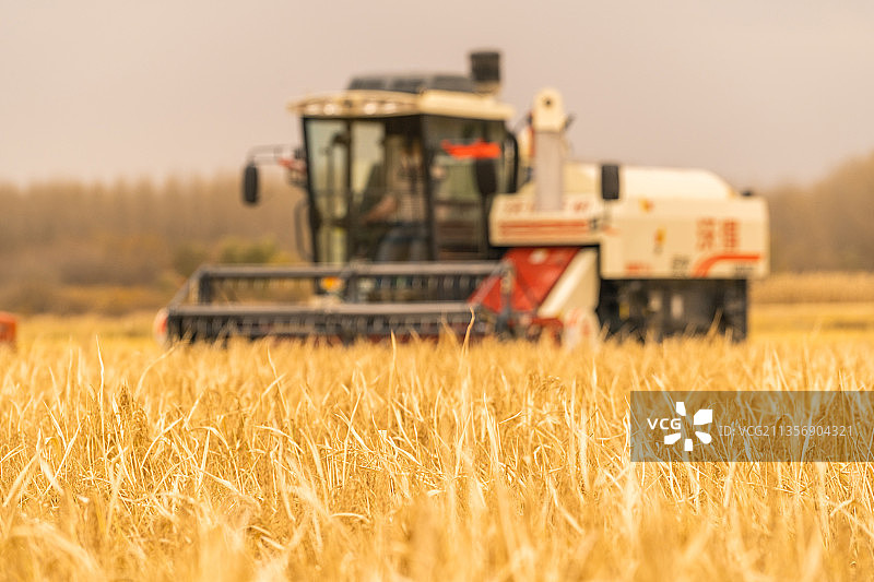 中国东北黑龙江联合收割机收割水稻图片素材