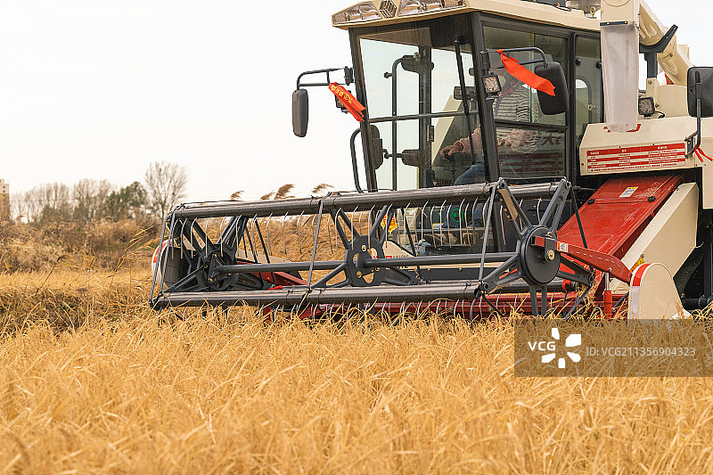 中国东北黑龙江联合收割机收割水稻图片素材