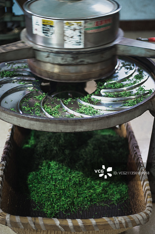 中国山东泰安茶农炒茶图片素材