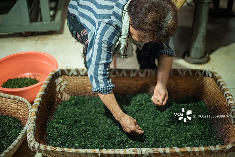中国山东泰安茶农炒茶图片素材