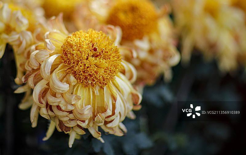 开封赏菊花图片素材