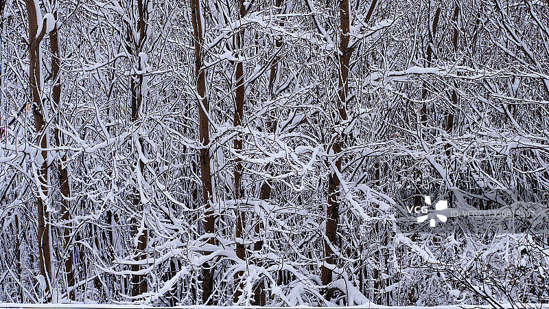 你那里下雪了吗？图片素材