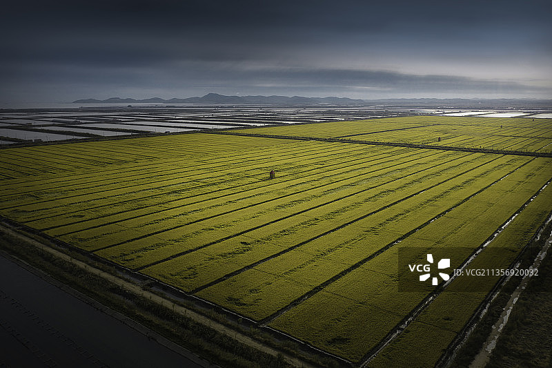 大连庄河秋天稻田图片素材