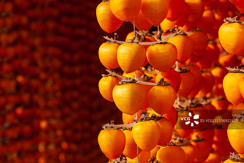 陕西富平尖柿子图片素材