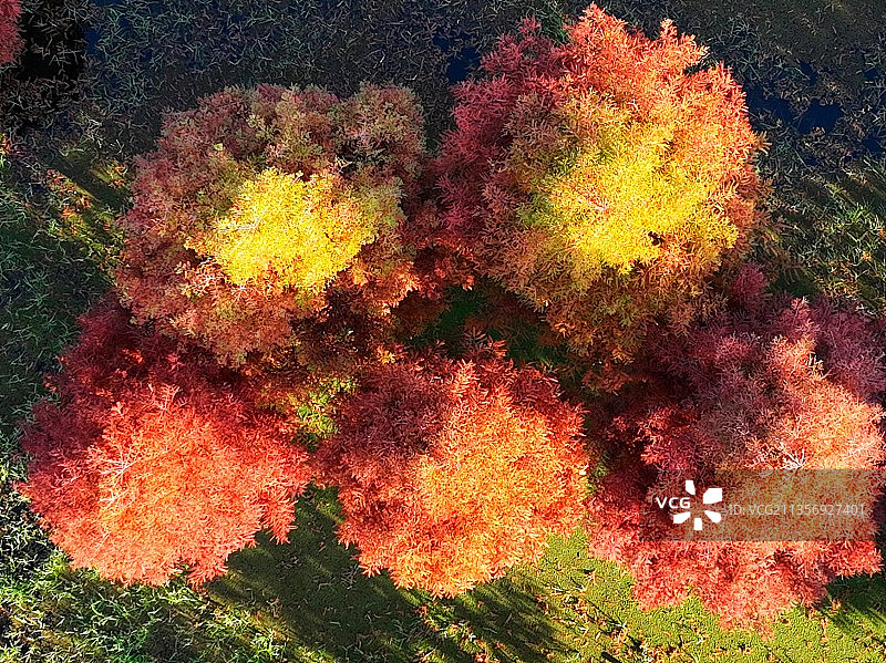 初冬最美秋色---昆明三家村红杉林图片素材