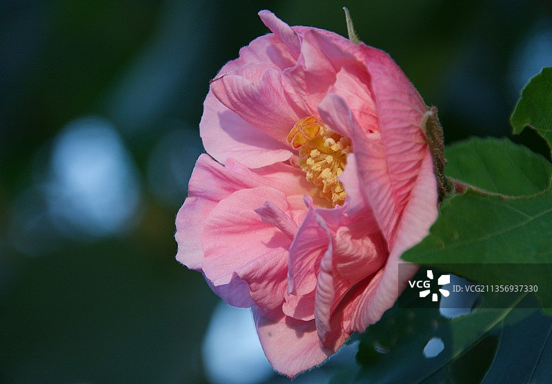 芙蓉花图片素材