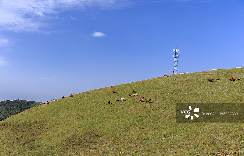 圣水梁高山牧场，草原，马群。图片素材
