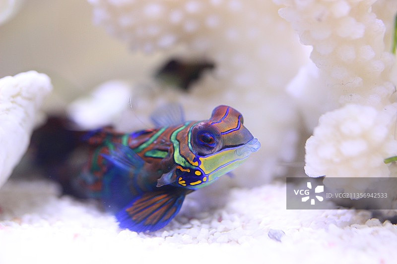 花斑连鳍（五彩青蛙）图片素材