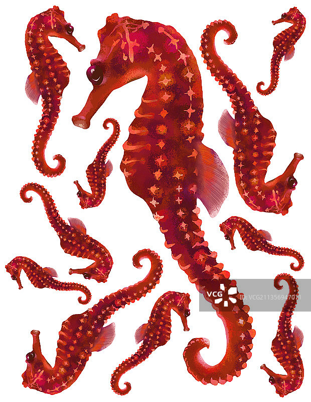 装饰艺术插画海马组合白底图片素材