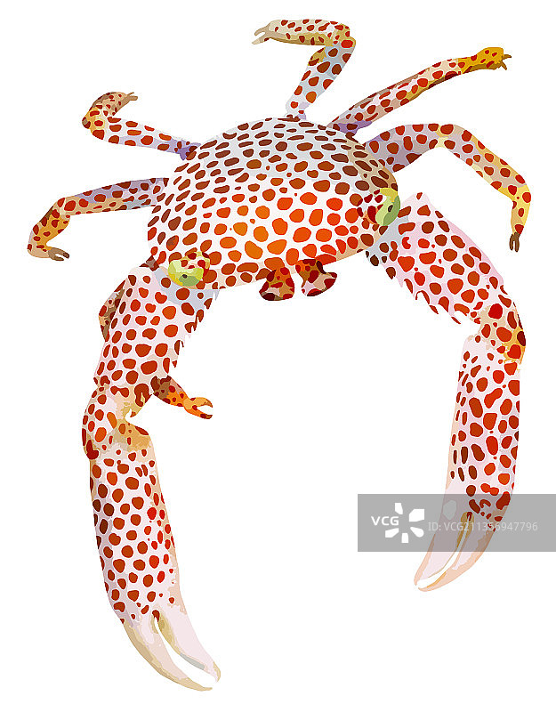 装饰艺术插画-一只红点蟹图片素材