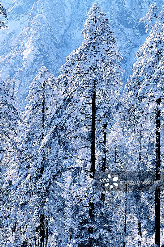 披着雪衣的树图片素材