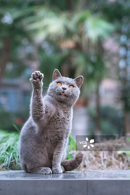 生活在野外自然的品种蓝猫图片素材