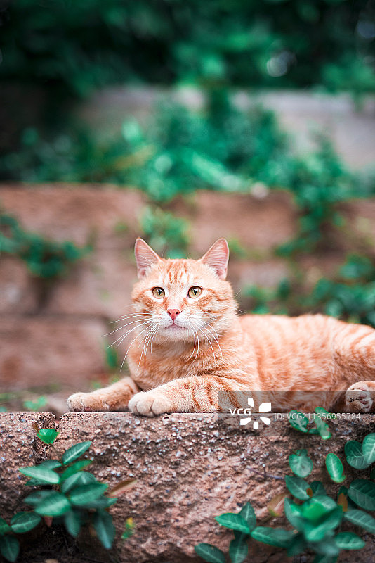 趴着的小猫咪图片素材