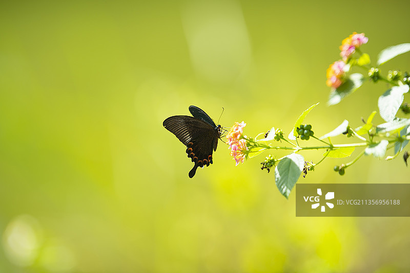 碧凤蝶图片素材
