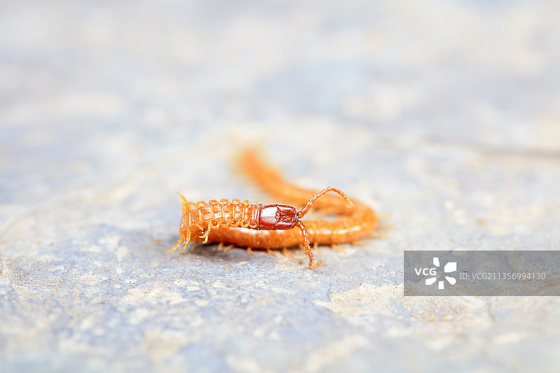 河北滦南：地蜈蚣图片素材