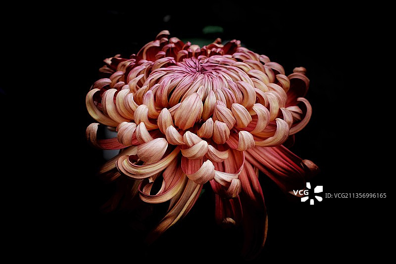 2021秋菊图片素材