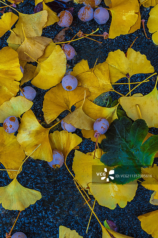 落地的银杏叶和果实图片素材