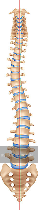 逼真的脊柱侧弯结构图片素材