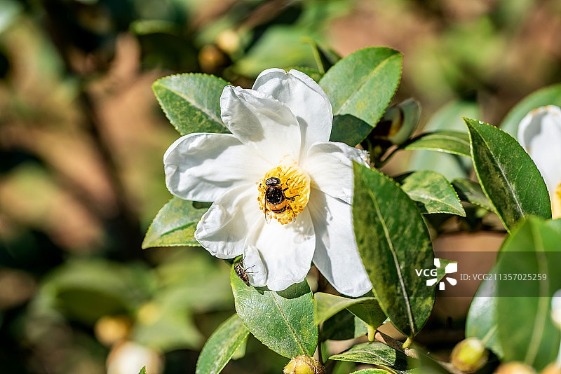 盛开的油茶籽花图片素材