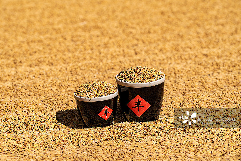 秋季丰收的稻谷粮食图片素材