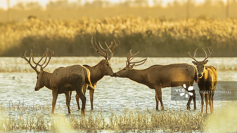 黄昏下的麋鹿图片素材
