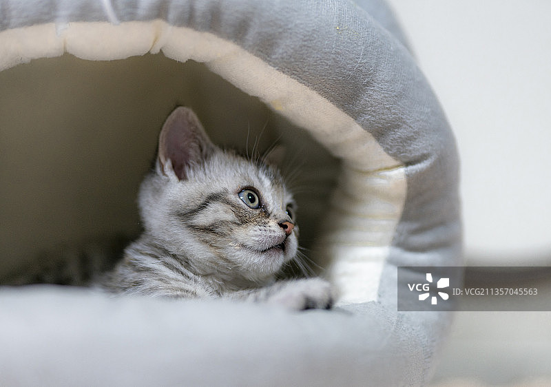 美国短毛银虎斑猫幼猫特写图片素材