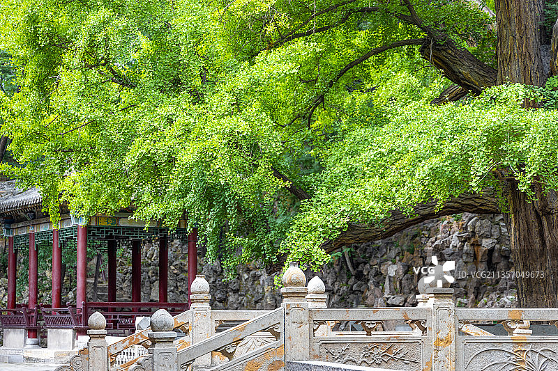 山西太原晋祠古老的银杏树图片素材