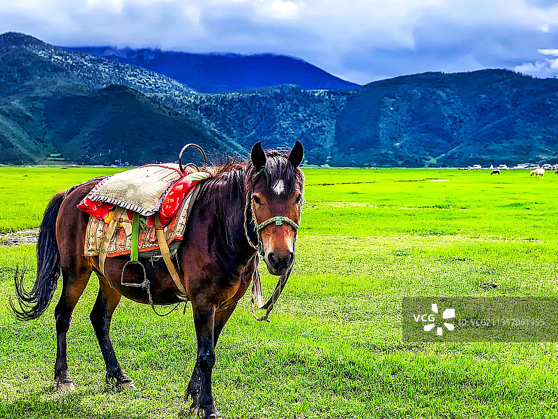 纳帕海伊拉草原马图片素材