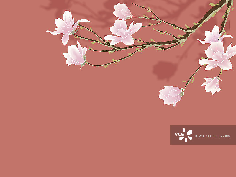 玉兰花图片素材