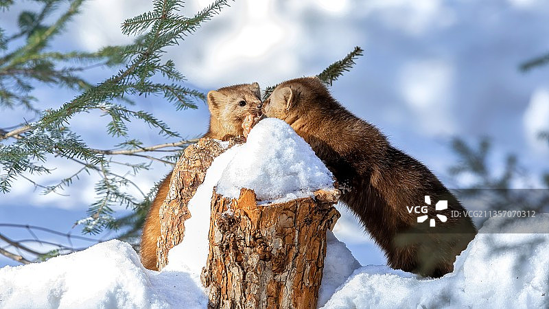 紫貂～图片素材