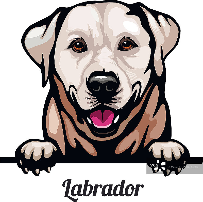 拉布拉多寻回犬 - 彩色偷看小狗 - 品种图片素材