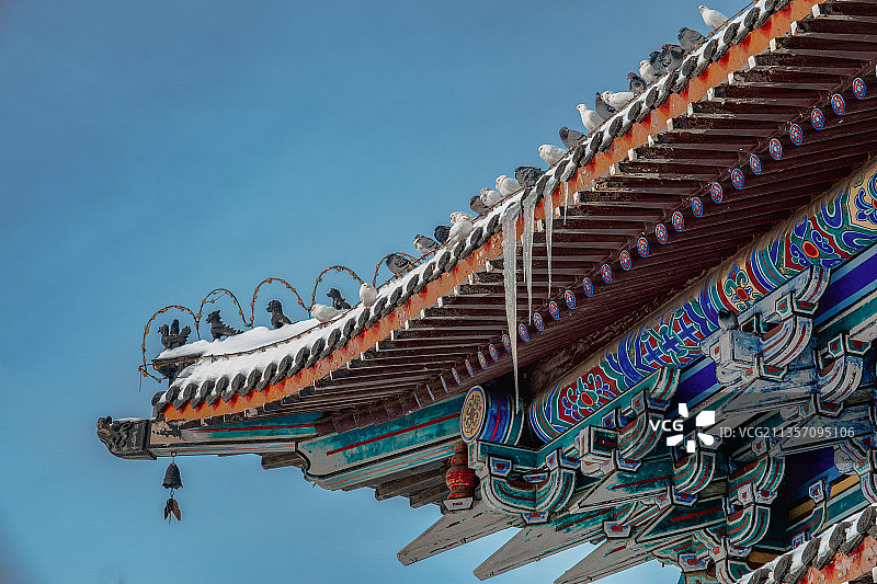 群鸽赏雪图片素材