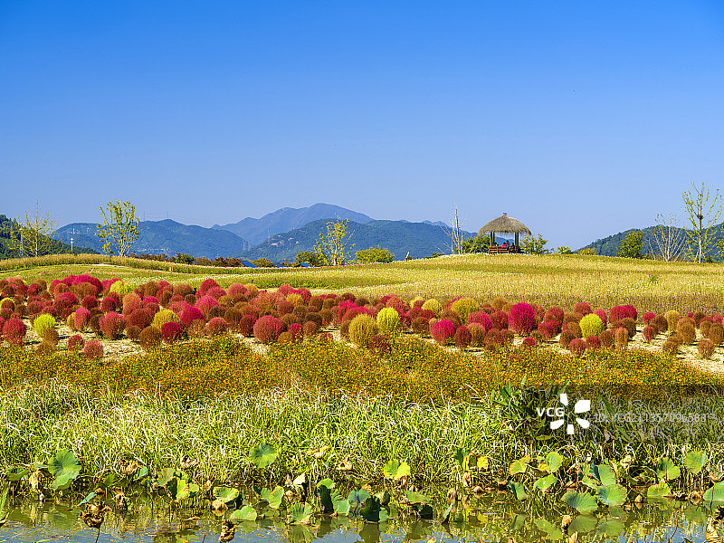 杭州·余杭径山花海·地肤花海图片素材