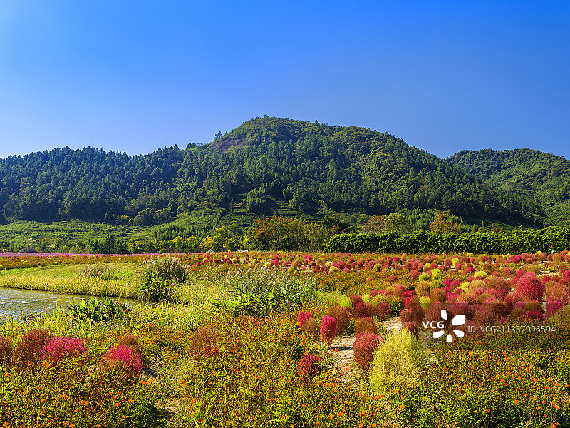 杭州·余杭径山花海·地肤花海图片素材