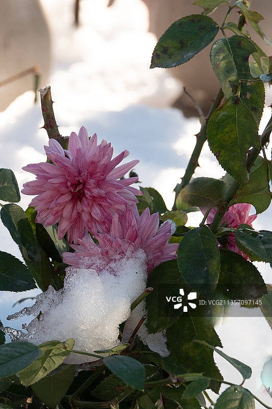 被大雪包裹两天的菊花雪后仍然鲜艳图片素材